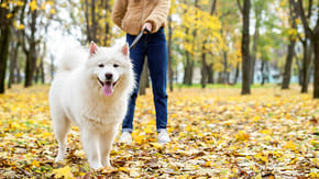 White dog being walked