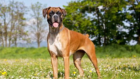 Boxer dog stood in a field