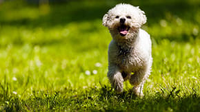 Bichon Frise dog