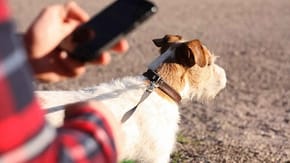 A dog at the beach, held by someone looking at their smartphone