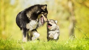 Puppy walking with an adult dog