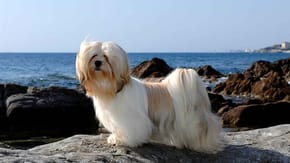 A Lhasa Apso