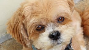 A Shih Tzu