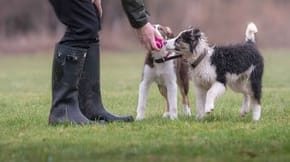 Two puppies gathered around a trainer with a pink ball