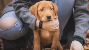 A light brown Labrador puppy sits between the legs of a human
