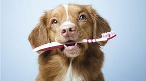 A dog holding a toothbrush in its mouth