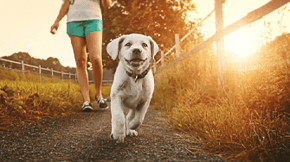 A dog enjoying a summer evening walk