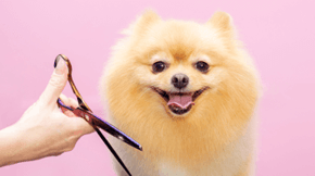A fluffy dog looks smart on a pink backdrop, with a groomers hand and scissors entering the frame