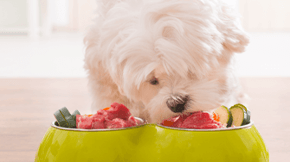 A dog eating raw meat and vegetables from a green bowl