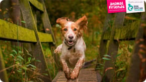 A muddy Spaniel is running along a wooded bridge
