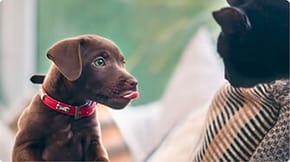 A chocolate Labrador is face to face with a black cat