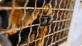 Dog paws emerge from a crate