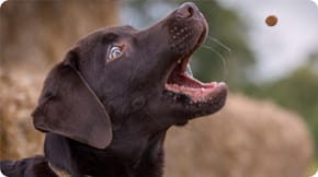 A Labrador is about to catch a treat in their mouth