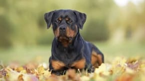 Rottweiler crouching in leaves
