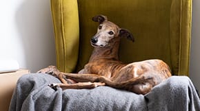 A greyhound lying down on a chair with its blanket