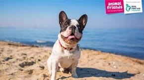A Frenchie on a sunny beach