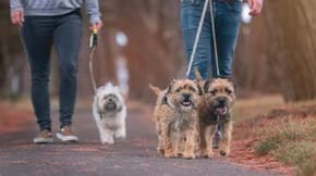 3 dogs are out for a walk 