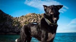 A black dog at Durdle Door
