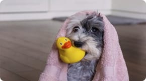 A dog in a bath towel, with a rubber duck in their mouth