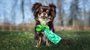 Small dog carrying poo bags