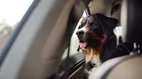 A dog sits in a car looking out of the window