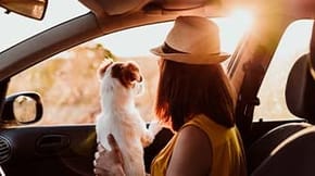 A small dog watches the sun set on the lap on a woman in a car