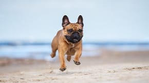 Dog running on the beach