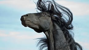 A black horse, the wind blowing its mane