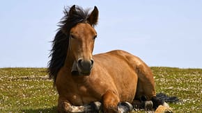 A brown horse sits in a field on a sunny day