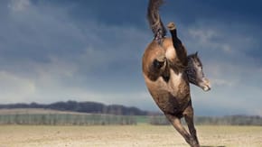A bucking horse