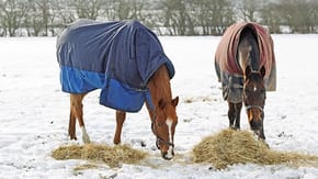 Two horses are in a snowy field with winter coats on