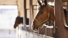 A horse pokes their head out from their stable