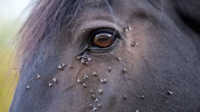 A black horse's eye has a lot of flies around it