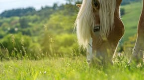 A light brown horse nibbles from the grass in a field