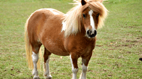 A light brown pony stood in a field