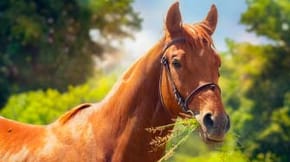A horse in a green field on a summer day, munching food