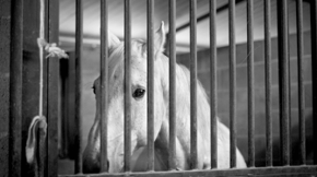 A black and white image of a horse in a stable