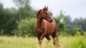 A brown horse in a field