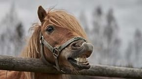 A horse is resting their mouth on a fence and showing their teeth