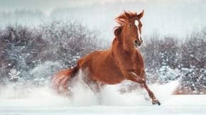 A brown horse gallops around a snowy paddock