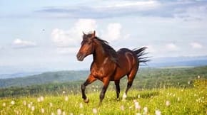 A brown horse gallops through a field