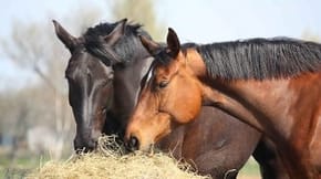 2 horses eating hay together