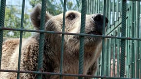 A bear in a cage