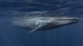 A whale in the sea