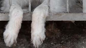 A dogs paws dangle out of a cage