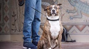 A dog sits nicely whilst on a lead with their human behind them