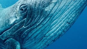 Close up of a whale