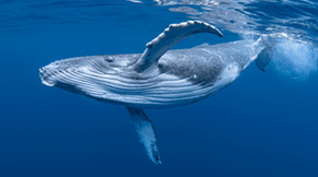 Humpback Whale