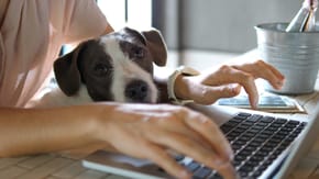 A dog sits on the lap of someone using a computer