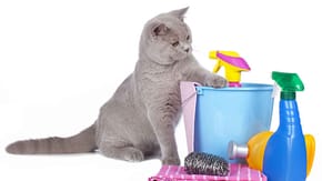 Protect your cat from poisons in the home